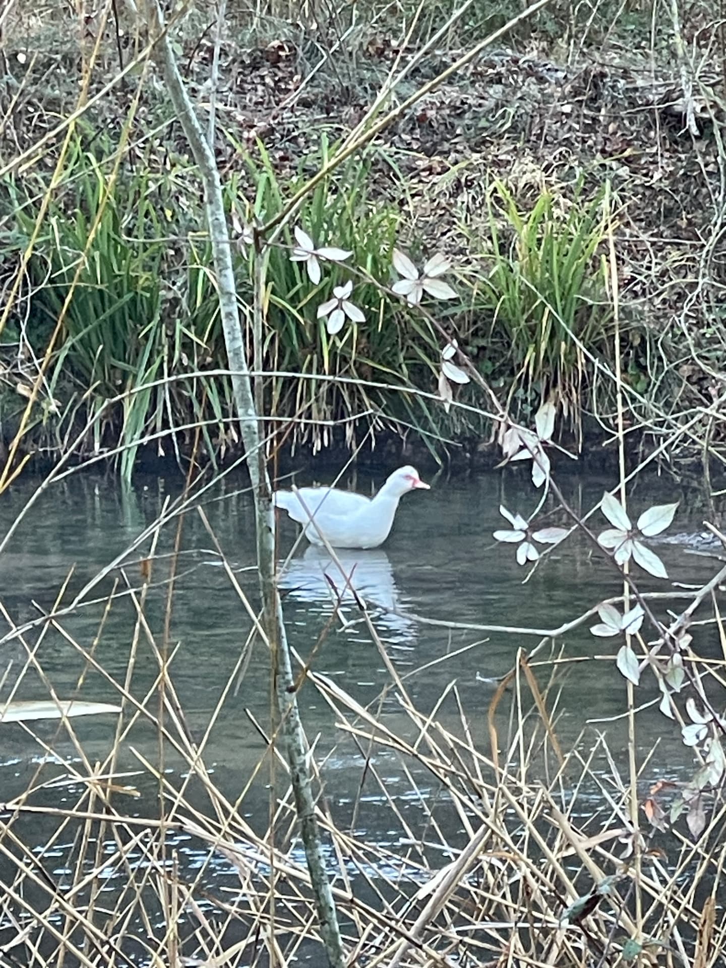 Pato en el estanque del Molino de Olba