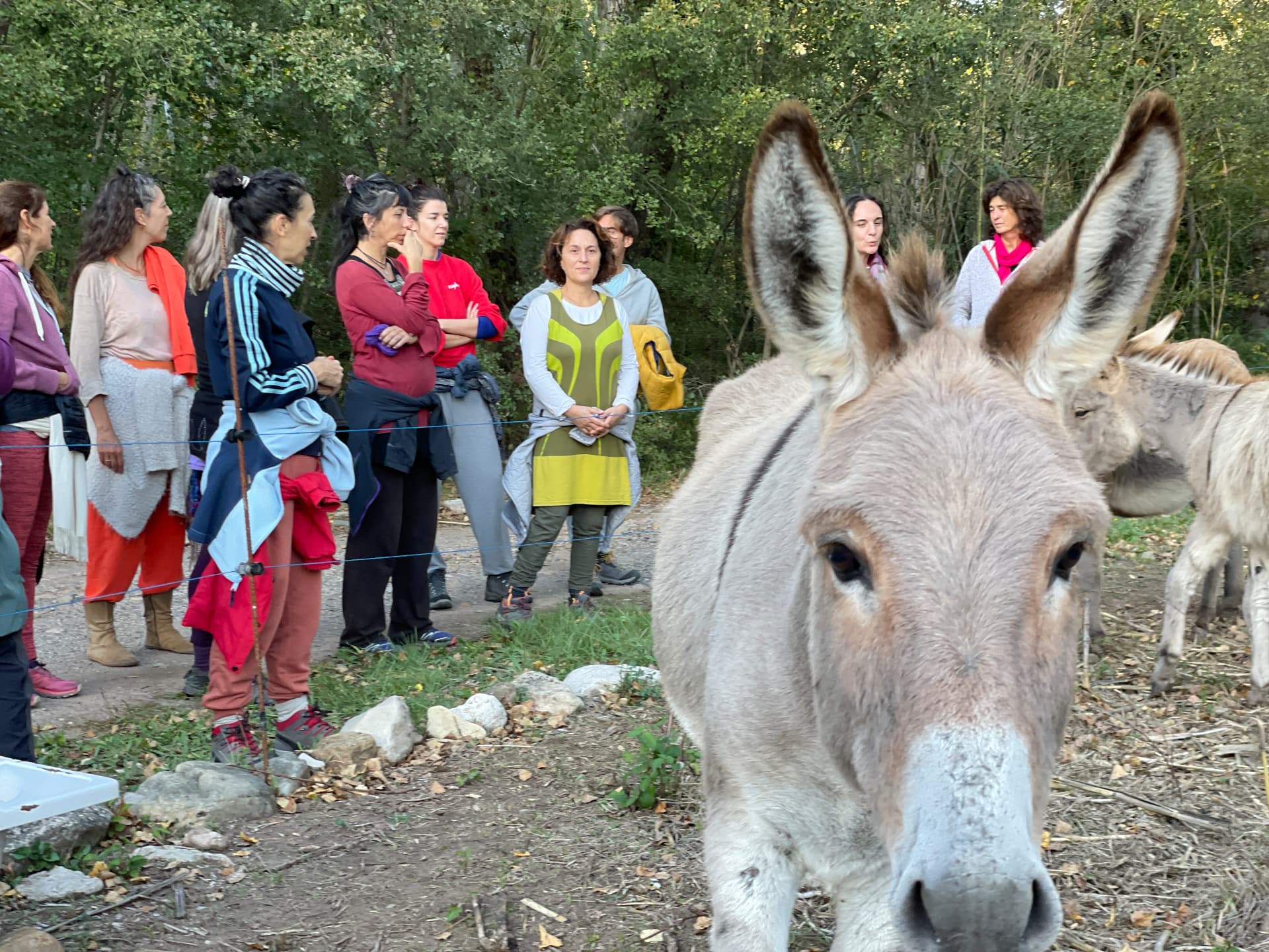 Grupo de participantes junto a burros en la naturaleza